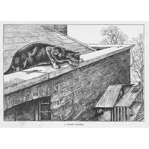 Dadd pigeon fancier cats - fancier,