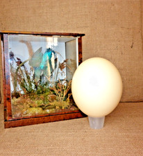 VINTAGE OSTRICH EGG HAND BLOWN MASSIVE OSTRICH EGG TAXIDERMY NATURAL HISTORY