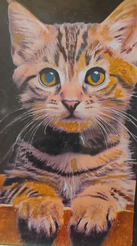 Tabby cat kitten original - cat,
