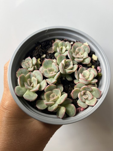 Echeveria hercules 3cm - echeveria,