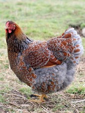 6 Farm Fresh Hatching Eggs