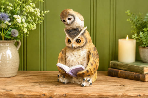 Owl owlet reading book - owl,