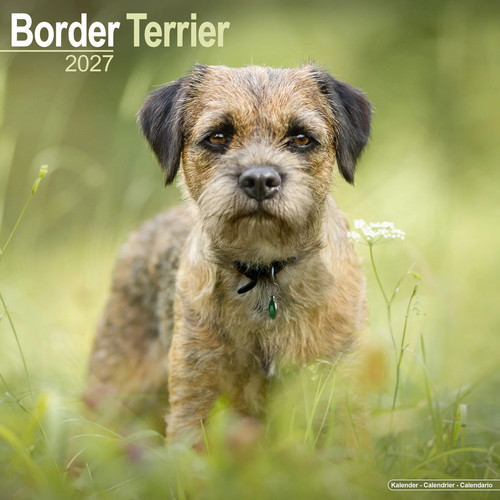 Border terrier 2027 calendar - terrier, |