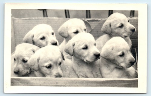 Postcard labrador retriever - postcard,
