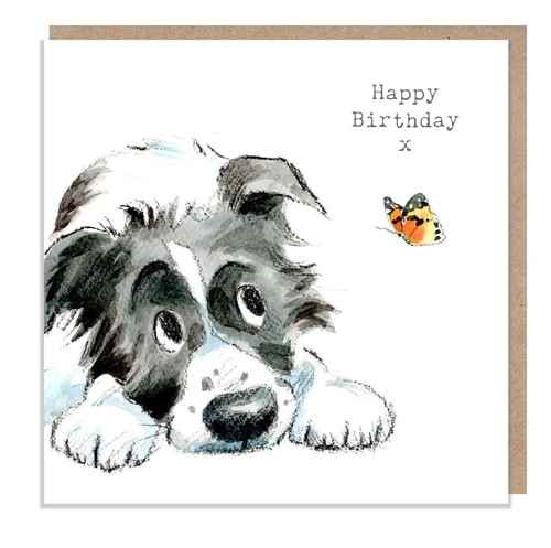 Collie dog and - dog, butterfly