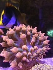 Bubble Tip Anemone Coral BTA