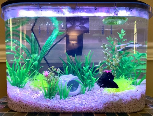 Starter aquarium kit gallon - aquarium, 5