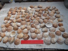 Job lot 100 large - job, of