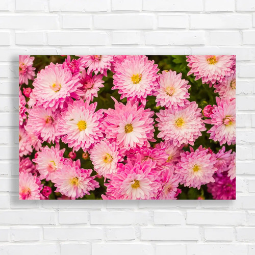 Vibrant pink chrysanthemum - pink,