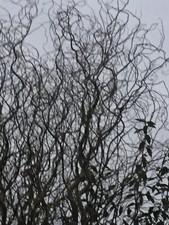 CURLY WILLOW TWIGS/BRANCHES
