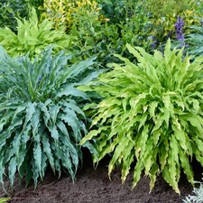 Hosta Shade Duo, Twist and Shout Collection, ruffled foliage, 12cm potted plants