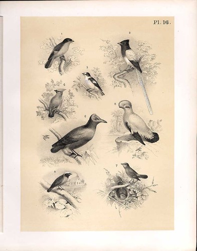 Old antique printbirds - old, 1878