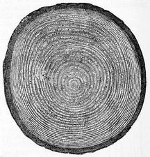 Cross section through tree