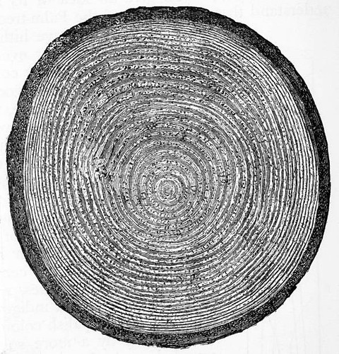 Cross section through tree