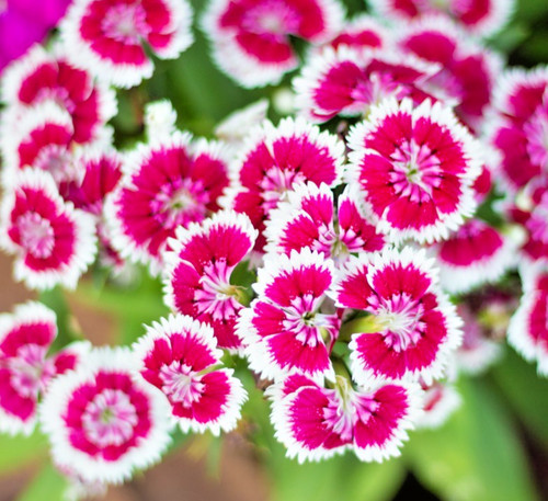 450x dwarf maiden - maiden, pink