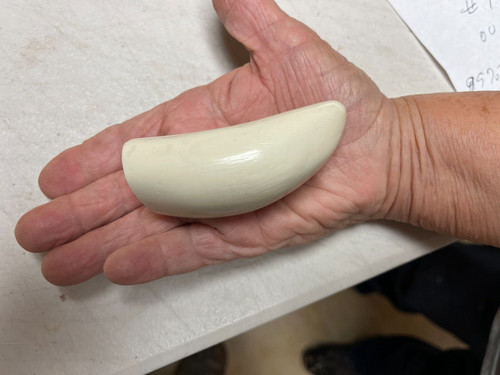 Blank sperm whale - blank, replica