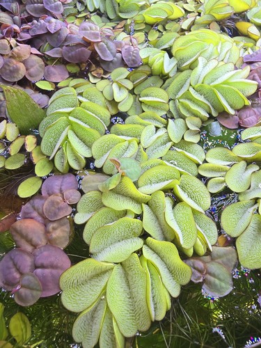 Mix floating plants portion - floating,