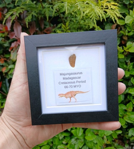 Fossil majungasaur tooth - fossil,