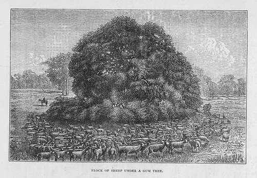South australia flock sheep - of,