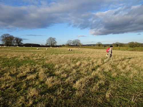 Photo 6x4 sheep - photo,