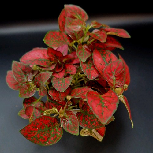 Red hypoestes - hypoestes, dot)