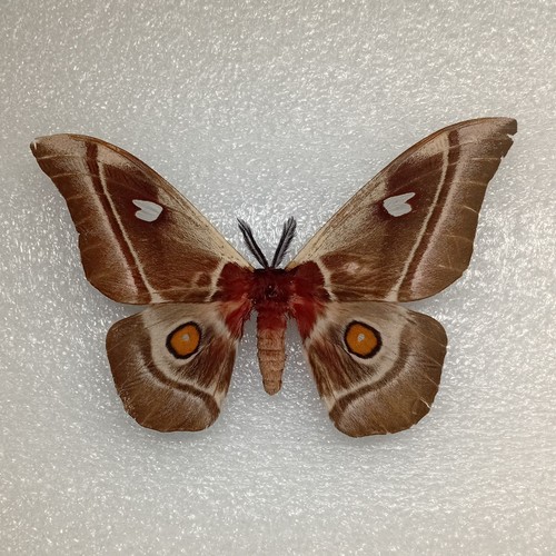 Cabbage tree emperor moth - cabbage,