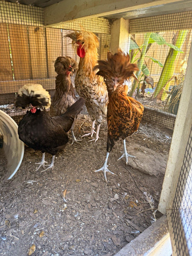 Polish chicken hatching - 6,