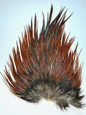 brown cock saddle beautiful