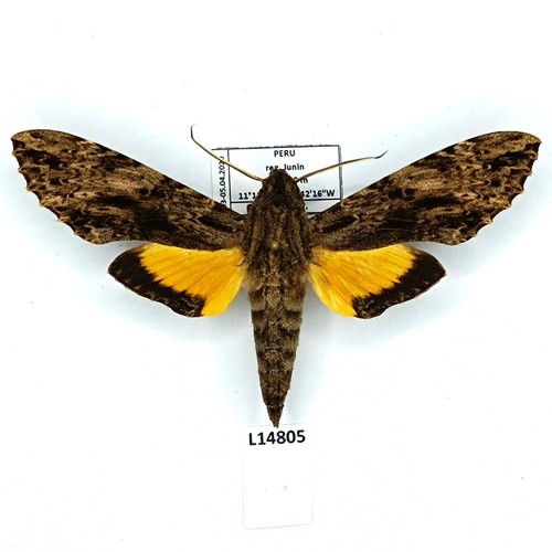 Sphingidae isognathus scyron - sphingidae,,