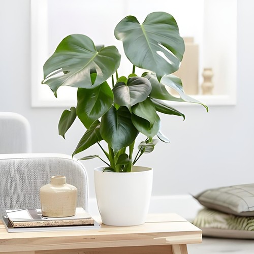 Monstera cheese plant around - monstera,