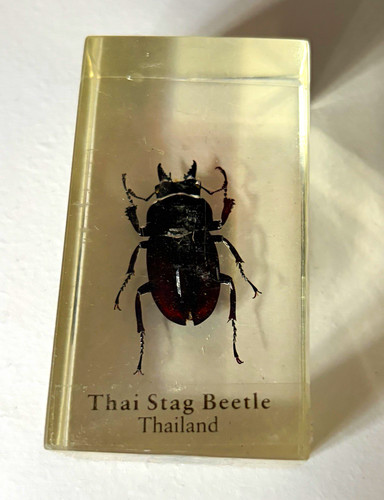 Thai stag beetle taxidermy - beetle,