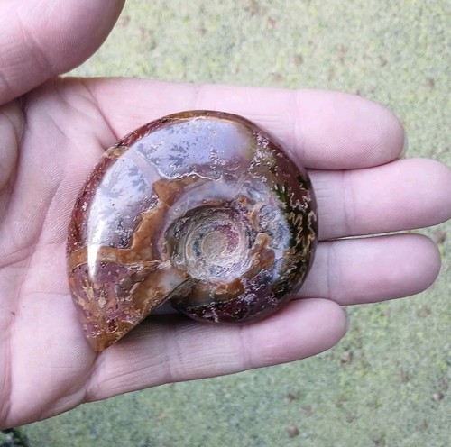 Fossil cleoniceras - ,