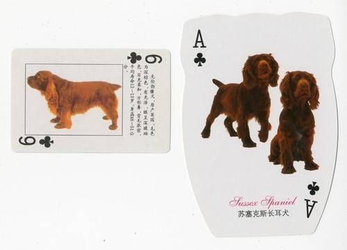 Sussex spaniel collection - sussex,