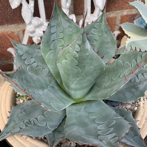 Agave parrasana cabbage head - agave,