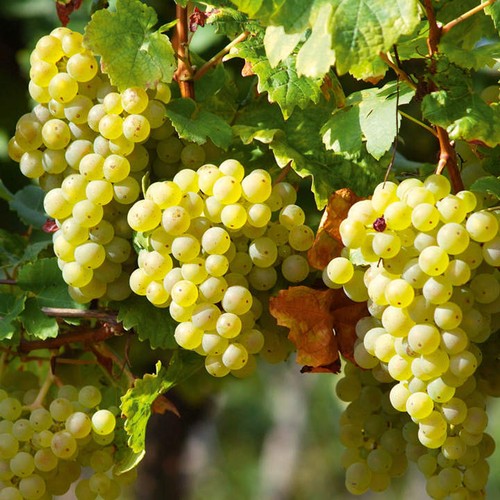 White grape vine - grape, plant