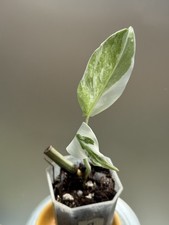 Monstera Albo HIGHLY