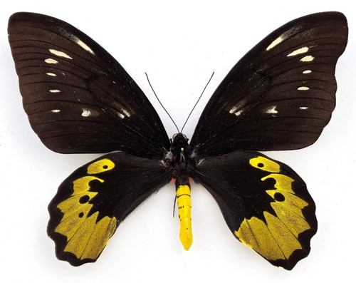 Ornithoptera goliath samson
