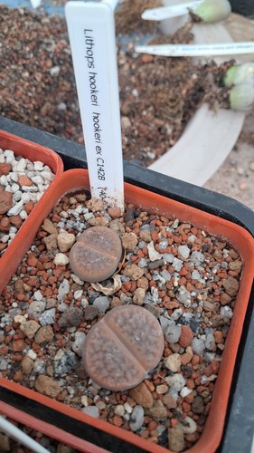 Lithops hookeri c142b - lithops, ex