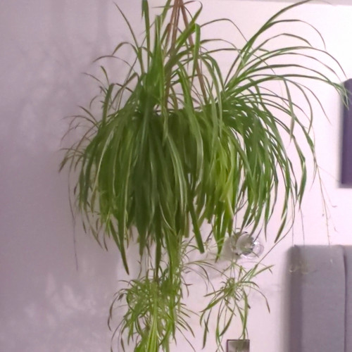 Ponytail palm - ponytail,