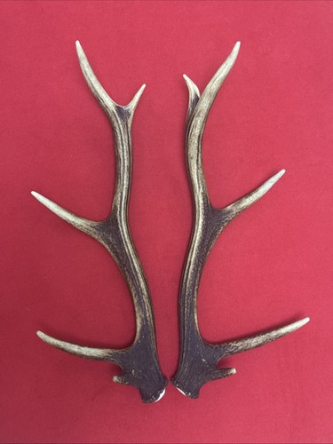 Pair red deer antlers - of,