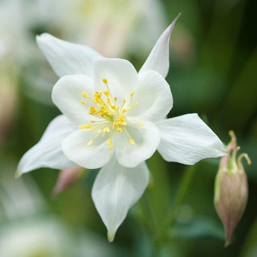 Aquilegia white star hardy - aquilegia,