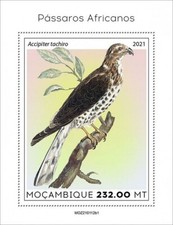 BIRDS OF AFRICA African