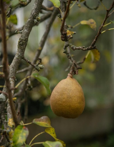 Buerre hardy pear fruit - hardy, tree