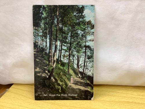 Path through pine - pine, woods