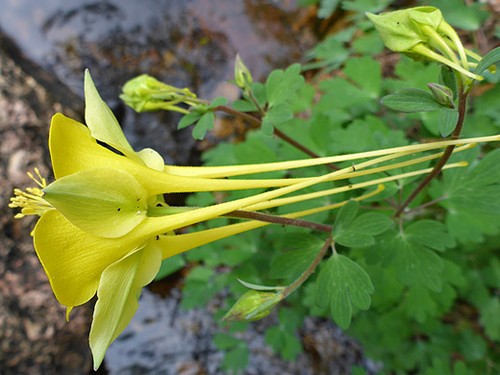 Aquilegia longissima long