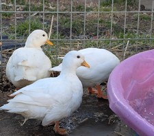 4+ Call Duck Hatching Eggs