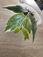 Hoya polyneura Outer