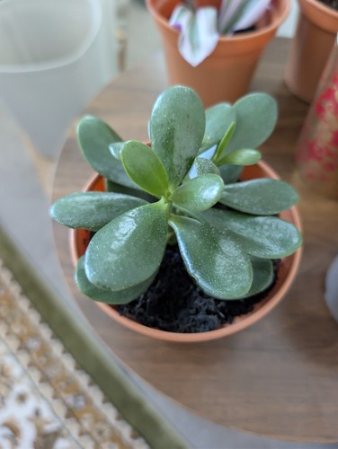 Jade plant - plant, ovata)
