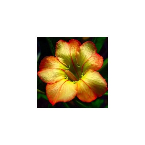 Honey germinated desert - "honey",