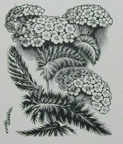Miller parker yarrow print - miller,